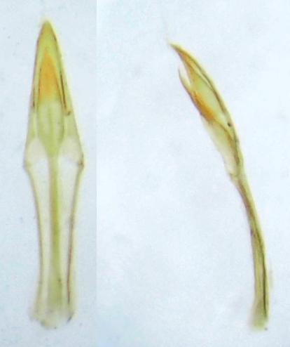 Réf. 174 587 : Anthicus fuscicornis