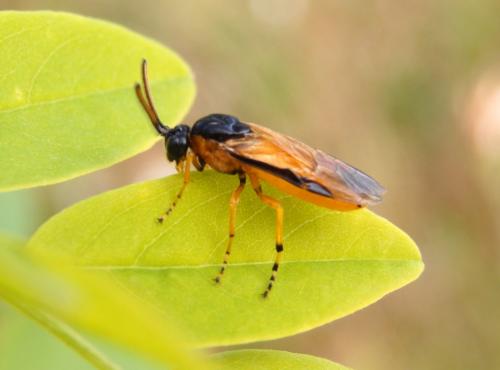 Arge ochropus