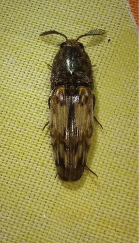 Réf. 174 131 : Pherhimius fascicularis
