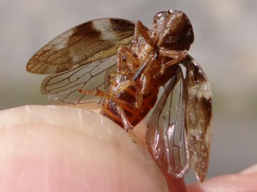 Aphrophora alni