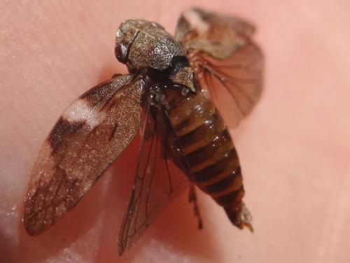 Aphrophora alni