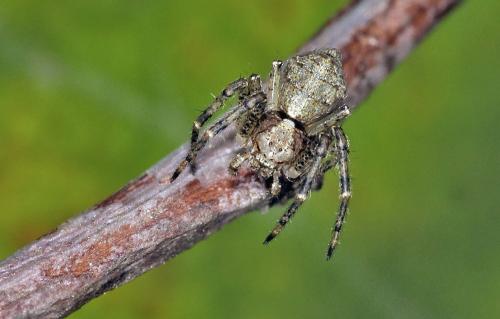 Réf. 174 736 : Tmarus sp.