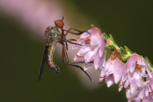 Réf. 174 893 : Empis sp.