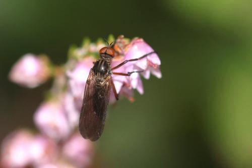 Empis sp.