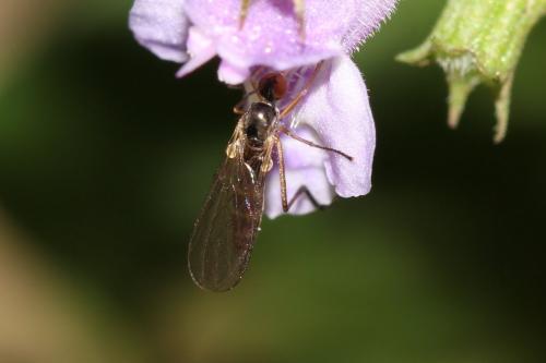 Rhamphomyia sp.