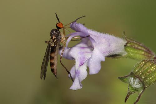 Rhamphomyia sp.