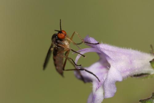 Rhamphomyia sp.