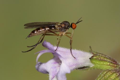 Rhamphomyia sp.