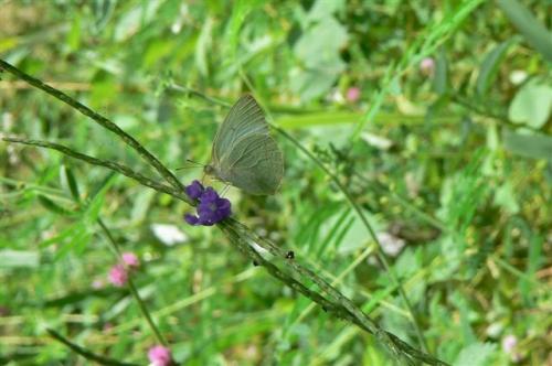 Réf. 174 341 : Catopsilia florella