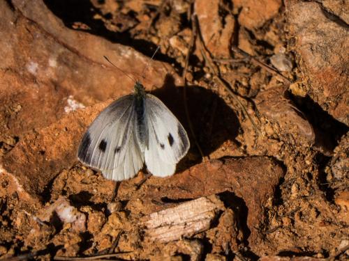 Pieris mannii