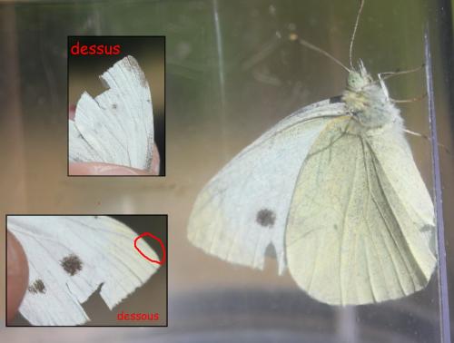 Pieris rapae