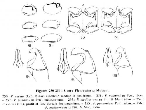 Réf. 174 264 : Pleurophorus divers