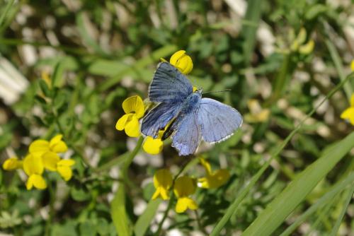Polyommatus bellargus