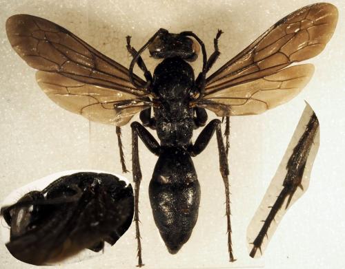Entomobora plicata