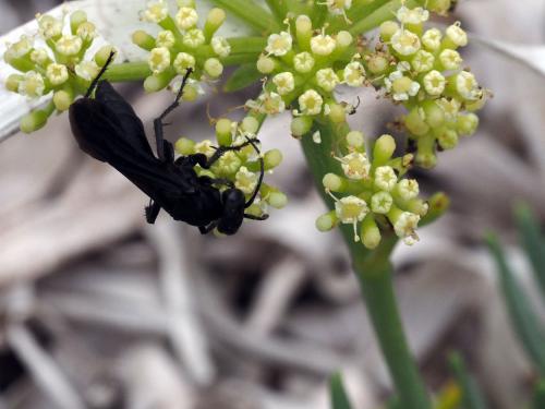 Entomobora plicata