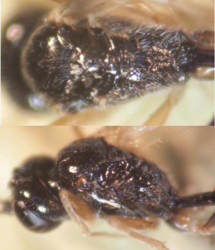 Cryptinae