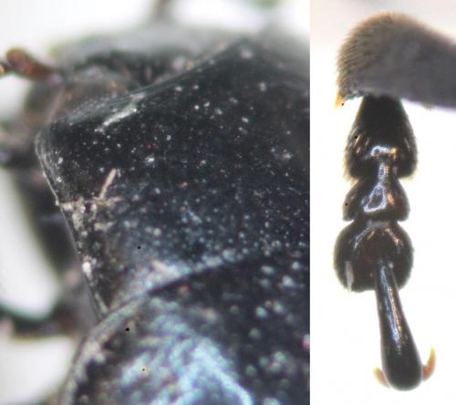 Réf. 174 697 : Chrysolina haemoptera