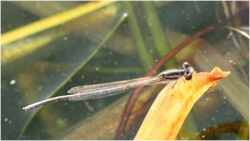 Pseudagrion hypermelas
