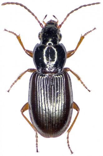 Réf. 174 796 : Pterostichus strenuus