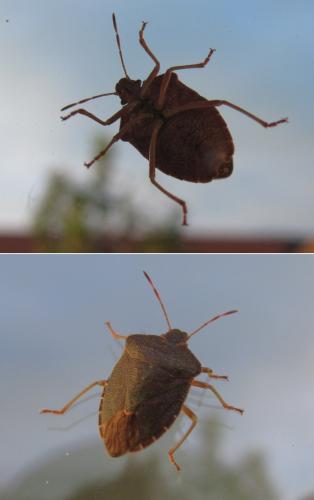 Palomena prasina