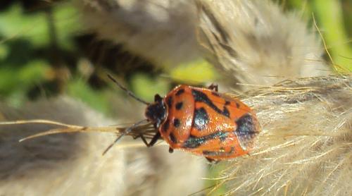 Eurydema ornata