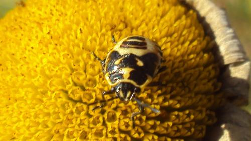 Eurydema sp.
