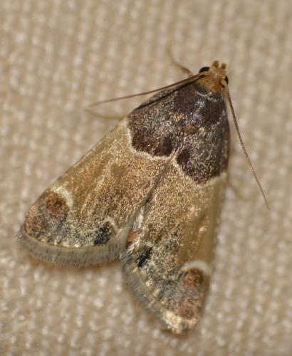 Réf. 174 608 : Pyralis farinalis