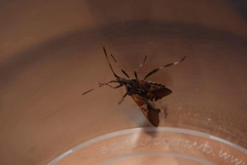 Leptoglossus occidentalis