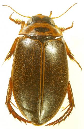 Réf. 174 497 : Rhantus frontalis
