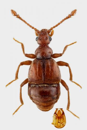 Reichenbachia chevrieri