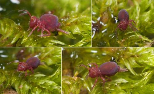 Calvatomina rufescens