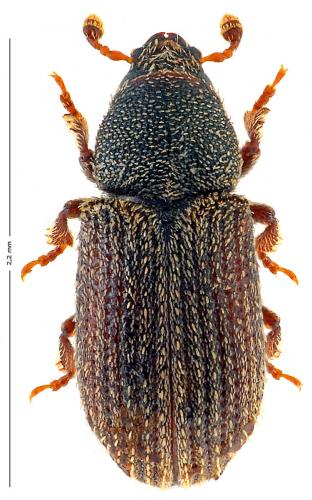 Réf. 174 239 : Xylechinus pilosus