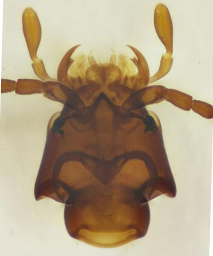 Réf. 174 629 : Scydmaenus hellwigii