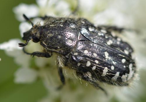 Oxythyrea funesta