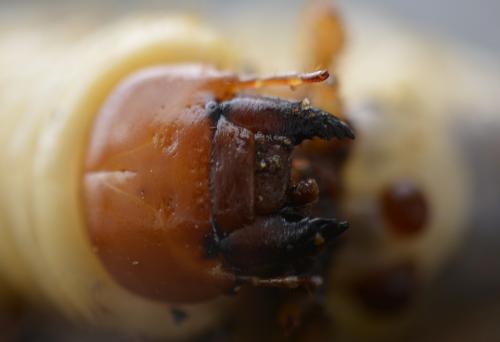 Lucanus cervus