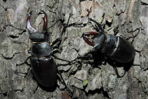 Lucanus cervus