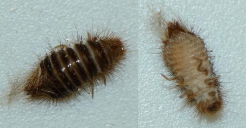 Réf. 174 266 : Anthrenus sp.