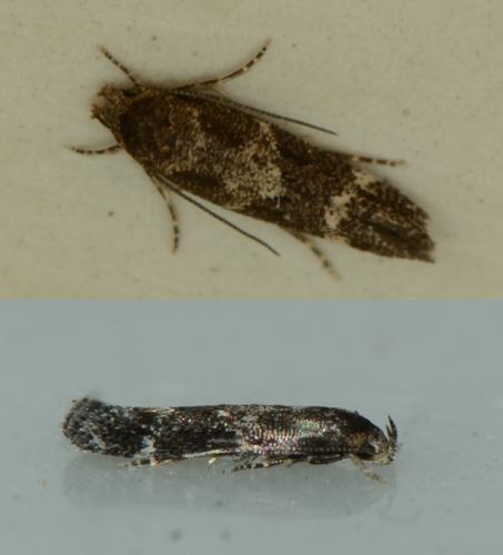 Réf. 174 815 : Mompha subbistrigella