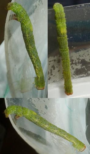 Réf. 174 624 : Cyclophora albipunctata