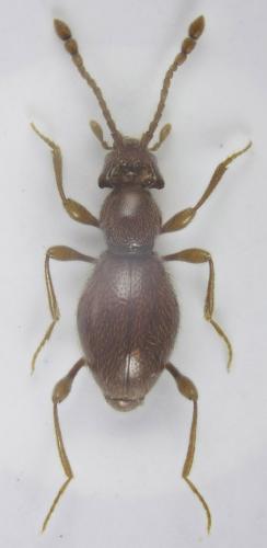 Réf. 174 630 : Scydmaenus hellwigii