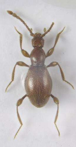 Réf. 174 631 : Scydmaenus perrisi