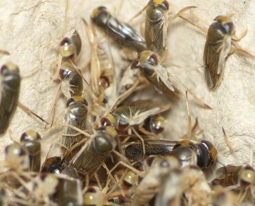 Sigara lateralis