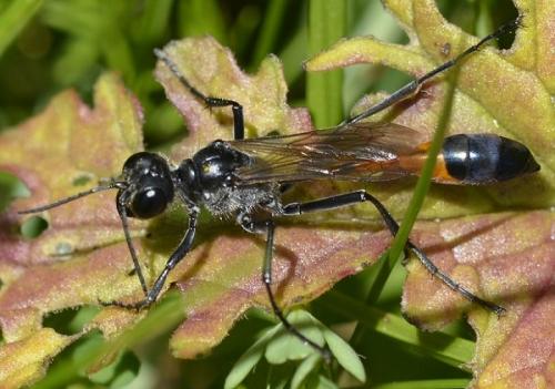 Ammophila sabulosa