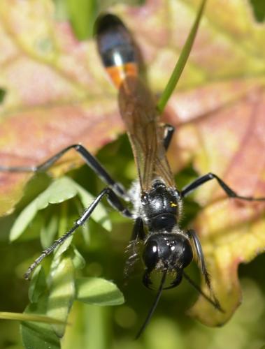 Ammophila sabulosa