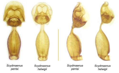 Scydmaenus divers