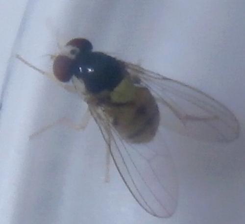 Réf. 174 823 : Acletoxenus formosus
