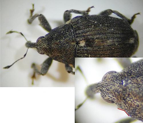 Réf. 174 744 : Stenocarus ruficornis