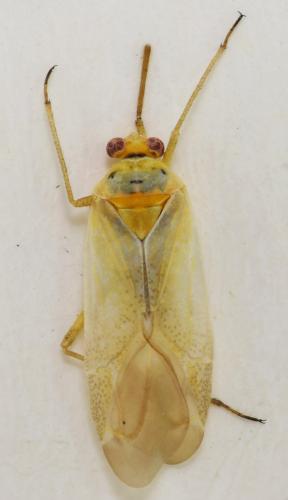 Réf. 174 518 : Stenoparia putoni