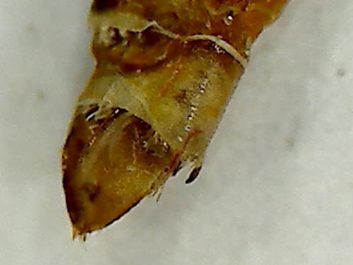 Epirrita sp.
