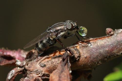 Stomorhina lunata